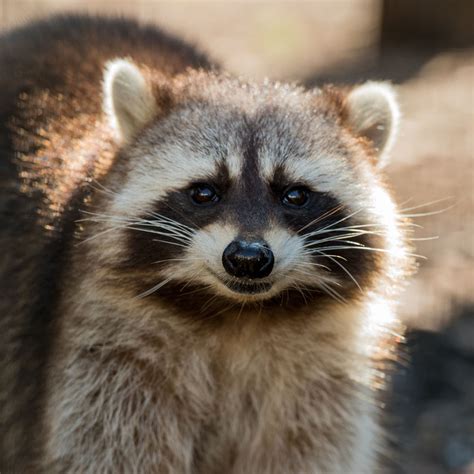 Animals in Groups - FOUR PAWS International - Animal Welfare Organisation