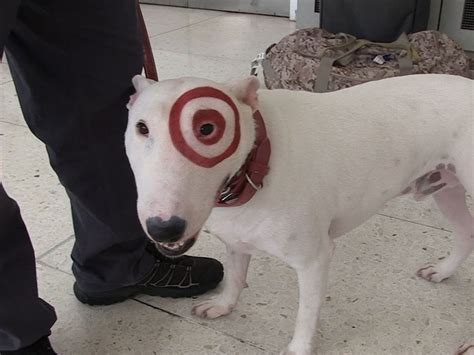 Photos: Canine Celebrity Bullseye, The Target Dog, Helped, 49% OFF