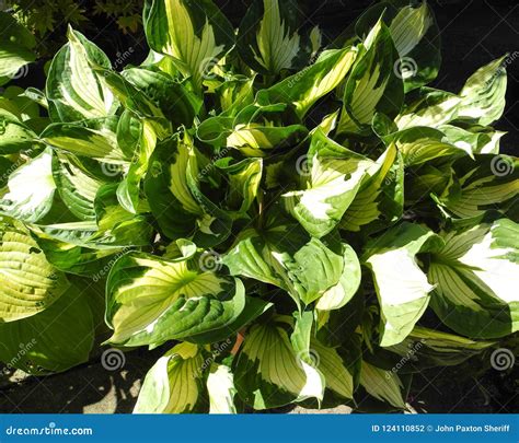 Hosta Plant in Bright Sunlight. Stock Photo - Image of leaves, sunshine ...