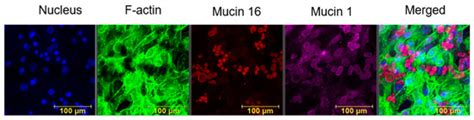 Transmembrane Mucin Response in Conjunctival Epithelial Cells Exposed ...