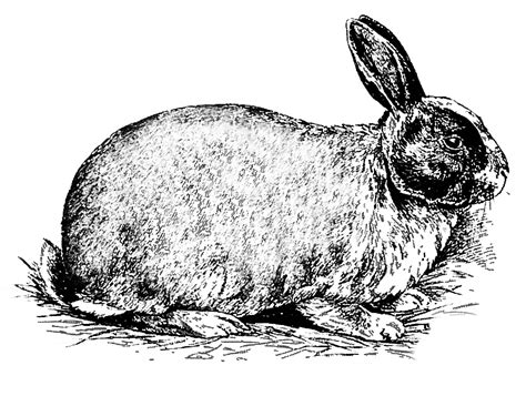 Silver Marten Rabbit - The Livestock Conservancy