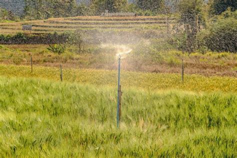 Service Plus Odisha | E-District Odisha - Online Services & Certificate ...