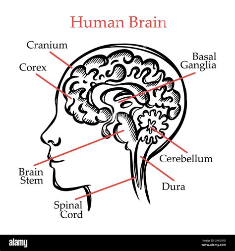 HUMAN BRAIN OUTLINE General Layout Chart Of Partitions Of The Human Brain With Explanatory Text ...