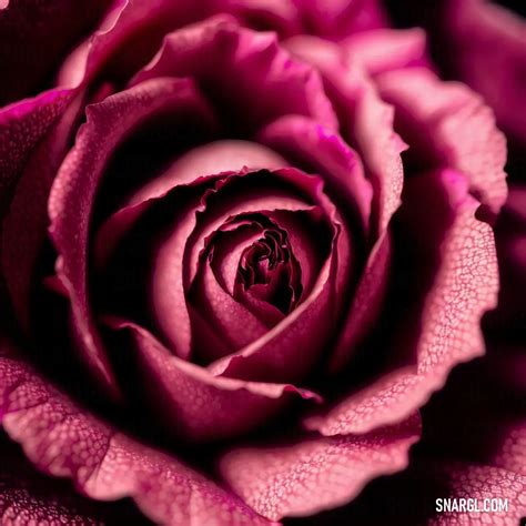 Cerise pink - What is Cerise Pink Color & How to Use It