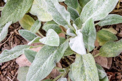 How to Grow and Care for Lamb's Ear Plants