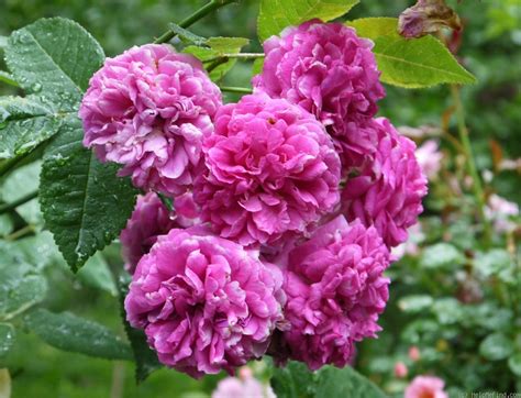 'De la Grifferaie' Rose