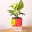 Kyari Combo of 4 Indoor Plants – Jade, Money Variegated, Rhoeo, Golden ...