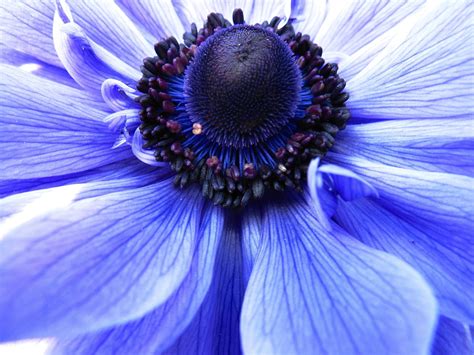 Macro Photography