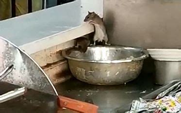 运城三甲医院餐厅现多只老鼠偷吃 涉事餐厅停业整顿|涉事_新浪新闻