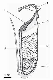 Image result for how pitcher plants digest prey