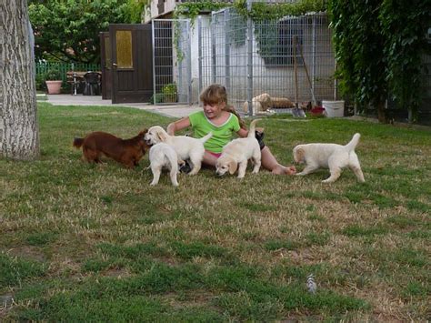 Tiere Kleinanzeigen Warrenzin Anzeigenmarkt Warrenzin
