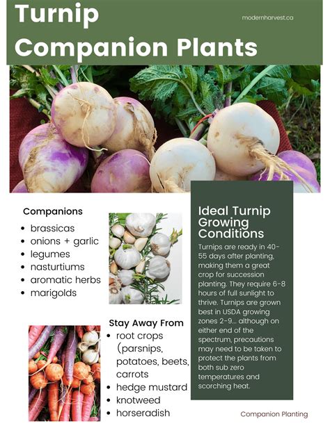 The Ultimate Guide To Companion Planting For Turnips - boat-trader-guides