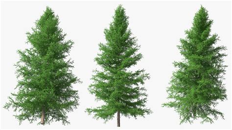 3D Green Japanese Larch Tree with Cones | 3D Molier International