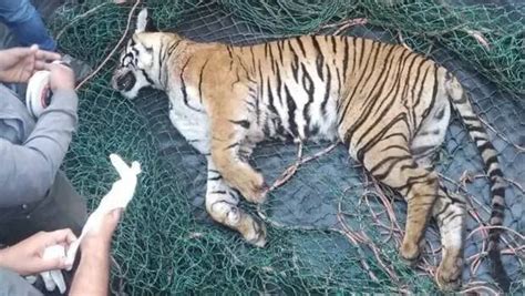 Internal organs to be shifted to lab, postmortem of tigress under ...