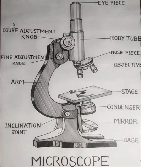Image result for Compound Microscope Drawing Images