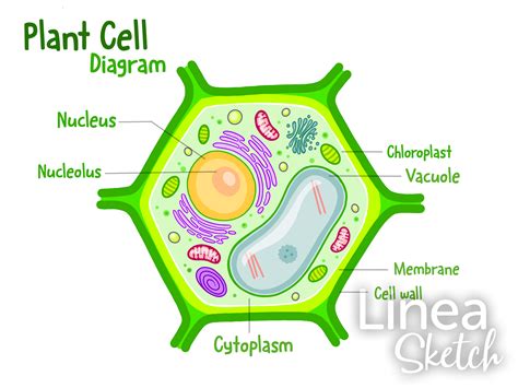 Plant Cell Labeled Diagram Drawing at Tyra Lopez blog