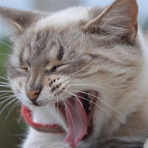 Cara Merawat Bayi yang Muntah dan Alami Masalah Cirit Birit