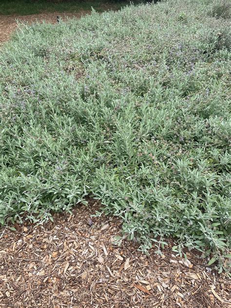 Salvia leucophylla ‘Bees Bliss’ , Creeping Sage – Plant Material