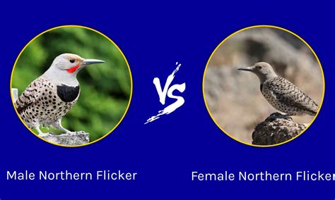 Northern Flicker Woodpecker