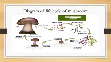 LIFE CYCLE OF MUSHROOM | PPTX