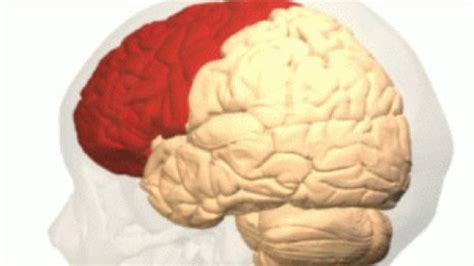 Image result for Frontale Cortex