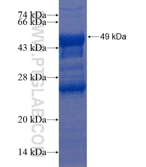 CTTNBP2NL Fusion Protein Ag22137 | Proteintech
