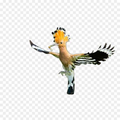 Hoopoe Png Isolated - Pngsource