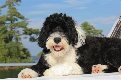10 Reliable Portuguese Water Dog Breeders In Ontario