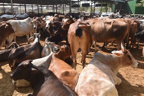 Former Bajrang Dal Leader Found Stealing Cows & Sending Them To ...