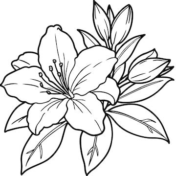Premium Vector | Azalea flower outline illustration coloring book page ...