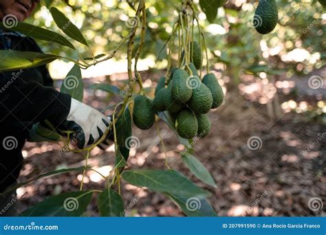Farmer Working in the Hass Avocado Harvest Season Stock Photo - Image ...