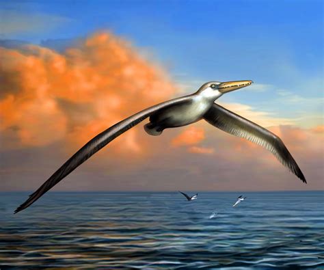 发现有史以来最大的鸟类：二千多万年前的桑氏伪齿鸟 - 神秘的地球 科学|自然|地理|探索