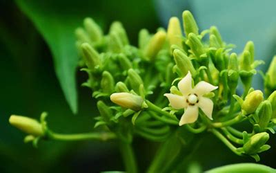 Herbal Extracts For Gymnema Sylvestre, Gurmar phytochemical, India