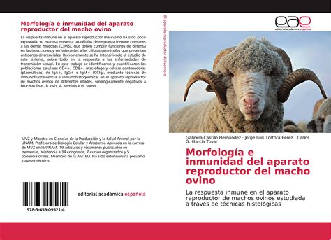 Morfologia E Inmunidad Del Aparato Reproductor Del Macho Ovino La ...