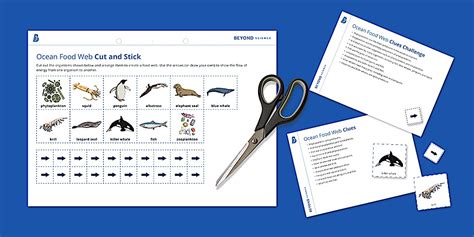 Ocean Food Web Cut and Stick | KS3 Biology | Beyond Science
