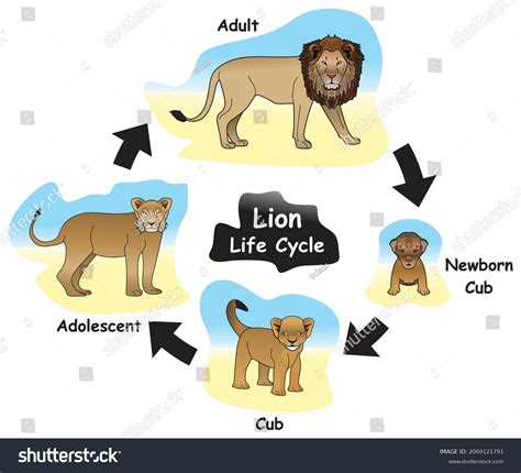 Lion Life Cycle Pictures Ecosystem Organization Infographics With
