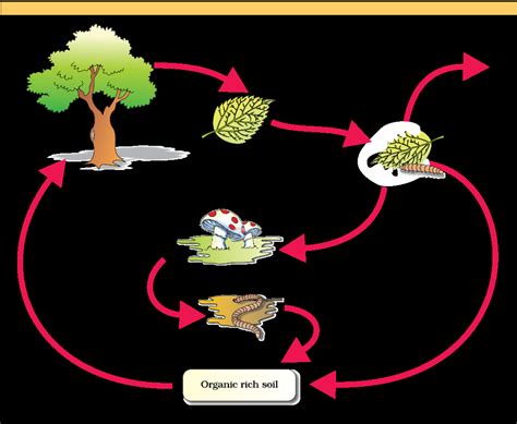 AHSEC Class 12 Biology Chapter-12: Ecosystems Important Question ...
