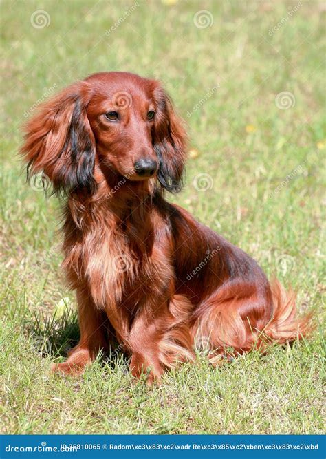 Dachshund Standard Long-haired Red Dog Royalty Free Stock Photo - Image ...