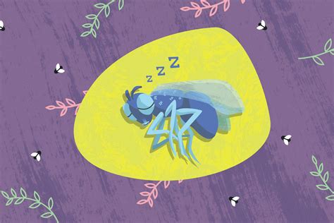 Curious Kids: Where do flies sleep?