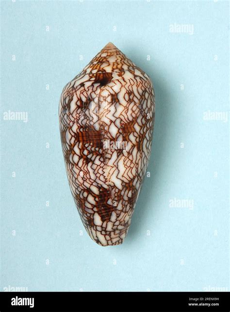 Image result for Conus Textile Shell