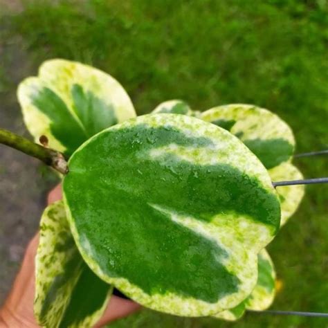 Top 10 Hoya Varieties Perfect for Your Home!