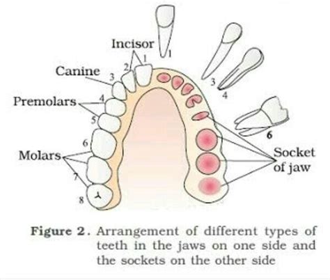 diagram showing arrangement of teeth and different types of teeth ...