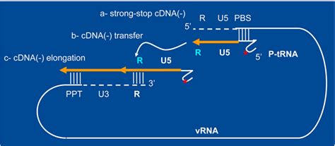 Viruses | Special Issue : Retroviral Enzymes