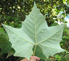 Image result for Sycamore Leaf