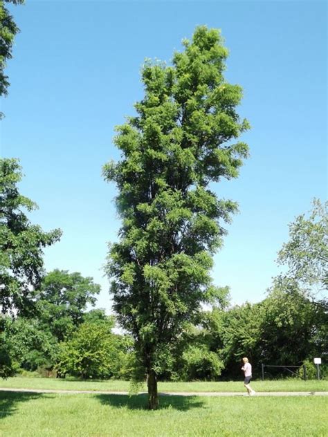 Robinia pseudoacacia 'Pyramidalis' - pyramidal black locust, fastigiate ...