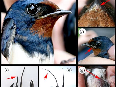 Chernobyl Radiation Mutations Animals