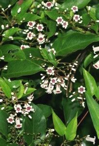 Indiana Herbalife Skunk Vine Plant Price in India - Buy Indiana ...