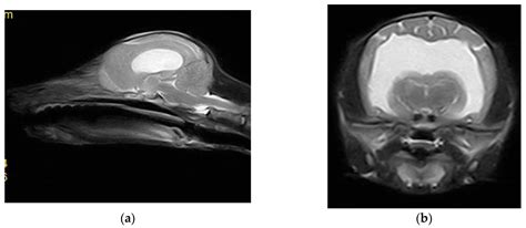 Imaging Diagnosis of Hydrocephalus in a Fox Cub-Case Study