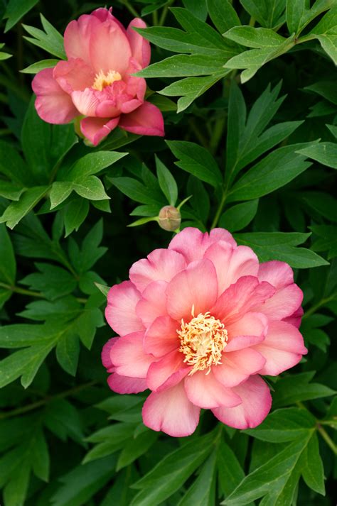 What Does A Peonies Plant Look Like at William Pettigrew blog