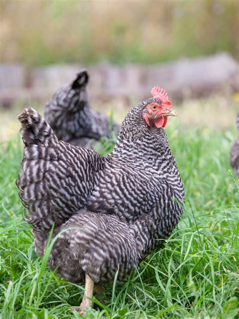 Barred Rock Chicken Breed Guide (Plymouth Rock)